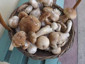 Panisse au parmesan et sa fricassséé de cépes et girolles ig bas Panisse au parmesan et sa fricassséé de cépes et girolles ig bas