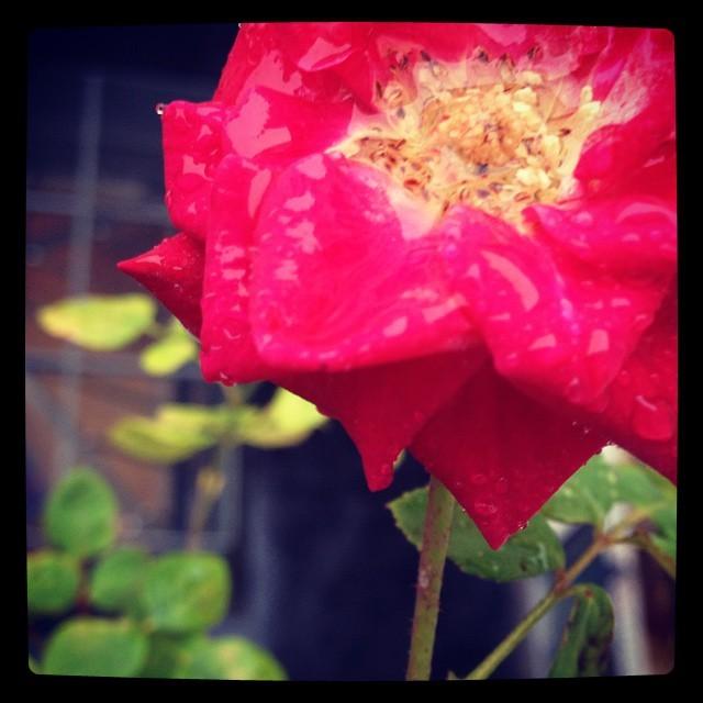 Défi Dernière rose sous la pluie (14 novembre)