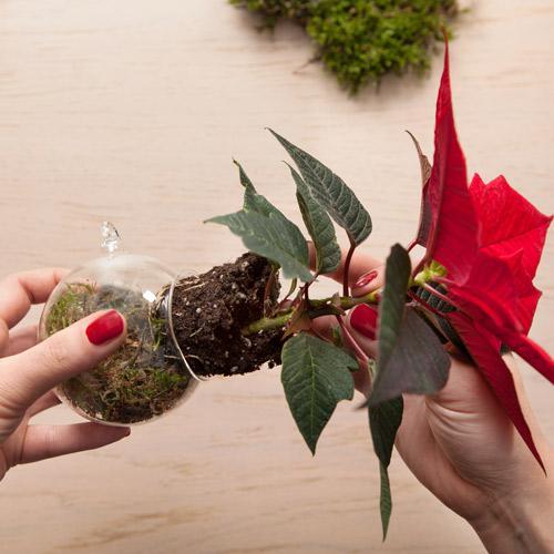 STARS FOR EUROPE : Pour fêter l’étoile de Noël le 12 décembre en France, fleuristes, jardineries et producteurs-détaillants ont instauré la journée nationale du Poinsettia STARS FOR EUROPE : Pour fêter l’étoile de Noël le 12 décembre en France, fleuristes, jardineries et producteurs-détaillants ont instauré la journée nationale du Poinsettia