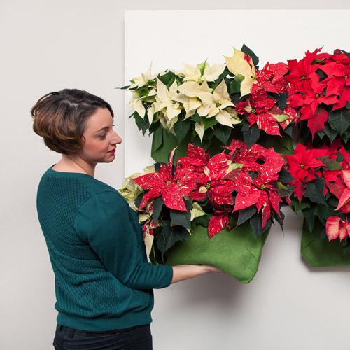 STARS FOR EUROPE : Pour fêter l’étoile de Noël le 12 décembre en France, fleuristes, jardineries et producteurs-détaillants ont instauré la journée nationale du Poinsettia STARS FOR EUROPE : Pour fêter l’étoile de Noël le 12 décembre en France, fleuristes, jardineries et producteurs-détaillants ont instauré la journée nationale du Poinsettia