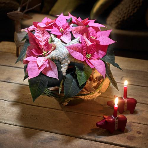 STARS FOR EUROPE : Pour fêter l’étoile de Noël le 12 décembre en France, fleuristes, jardineries et producteurs-détaillants ont instauré la journée nationale du Poinsettia STARS FOR EUROPE : Pour fêter l’étoile de Noël le 12 décembre en France, fleuristes, jardineries et producteurs-détaillants ont instauré la journée nationale du Poinsettia