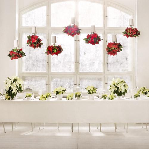 STARS FOR EUROPE : Pour fêter l’étoile de Noël le 12 décembre en France, fleuristes, jardineries et producteurs-détaillants ont instauré la journée nationale du Poinsettia STARS FOR EUROPE : Pour fêter l’étoile de Noël le 12 décembre en France, fleuristes, jardineries et producteurs-détaillants ont instauré la journée nationale du Poinsettia