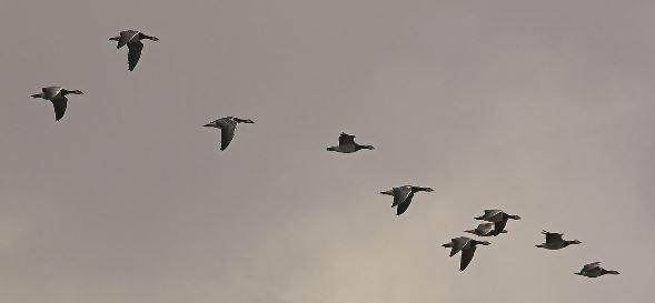 Observation des oiseaux migrateurs en Lorraine oiseaux migrateurs
