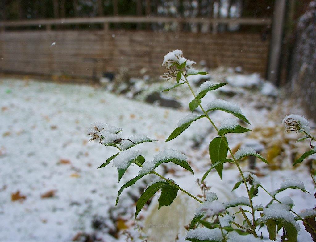 Et m***e : il a neigé ce week-end ! anteketborka.blogspot.com, first snow 2