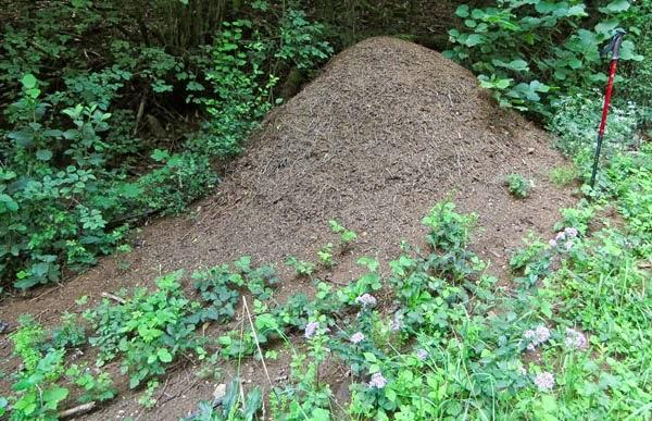Impressionnante construction des fourmis rousses des bois