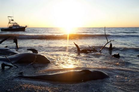 « Hécatombes animales ? » La biodiversité se cache pour mourir / Pierre-Henri Gouyon - Biodiversité « Hécatombes animales ? » La biodiversité se cache pour mourir / Pierre-Henri Gouyon - Biodiversité