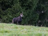 Chamois d’automne… Chamois d’automne…