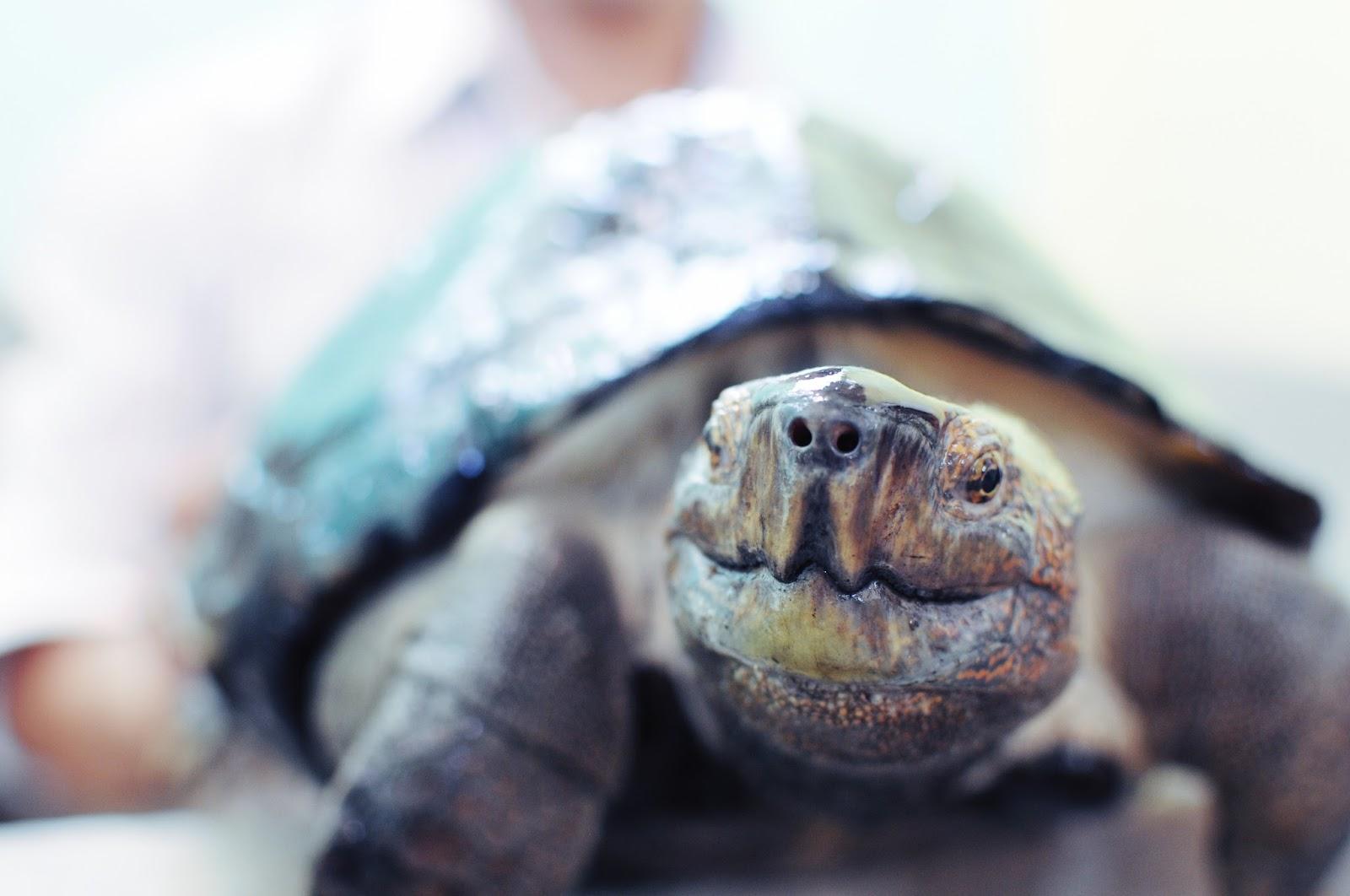 On the road 3: Koh Pdao via Sambor On the road 3: Koh Pdao via Sambor