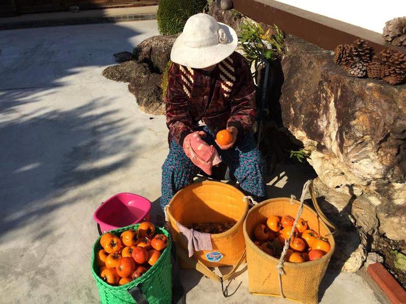 Kochi Shiraki dried persimmon