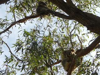 Du Platypus de Bombala aux Koalas de Raymond Island Du Platypus de Bombala aux Koalas de Raymond Island