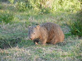 Premier kangourou ! (Et plus encore...) Premier kangourou ! (Et plus encore...)