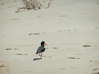 Premier kangourou ! (Et plus encore...) Premier kangourou ! (Et plus encore...)