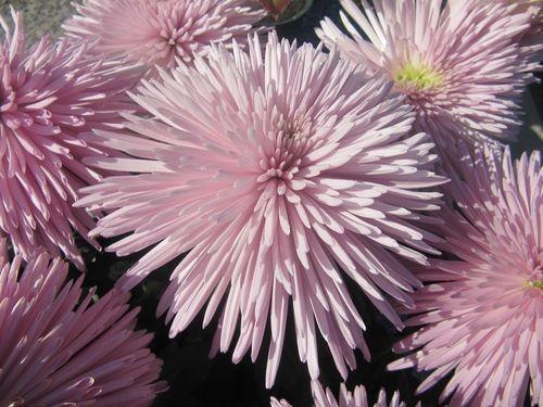 Les couleurs de l'automne Les couleurs de l'automne