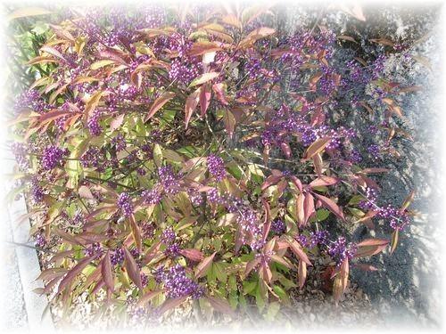 Les couleurs de l'automne Les couleurs de l'automne