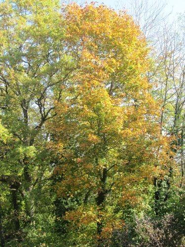 Les couleurs de l'automne Les couleurs de l'automne
