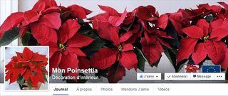 Poinsettia page FB