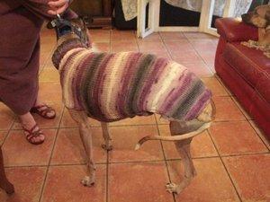 manteau en laine avec son col roule  pour galgo taille classique fait pour sos chiens galgos