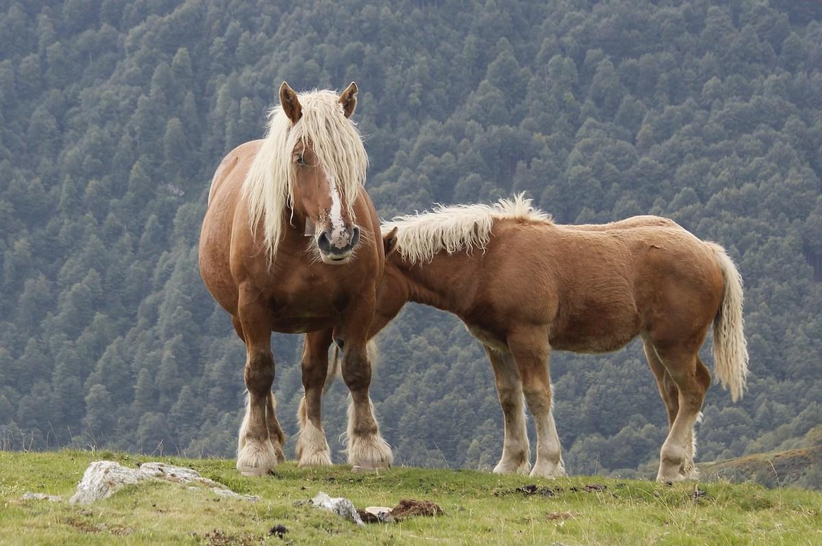 en liberté au Pays Basque