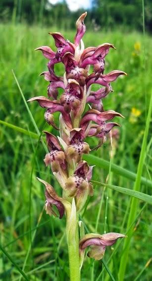 Orchis punaise normande