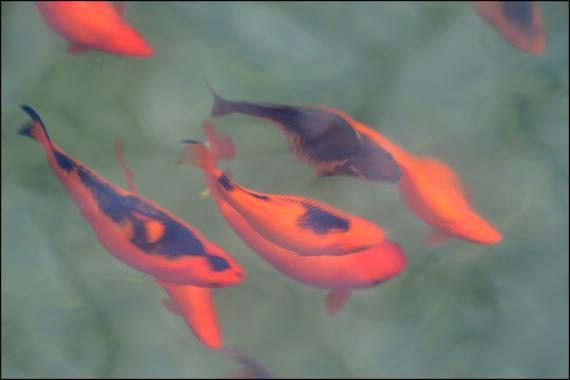 Semaine d'expo Jardins de la Fontaine, Nîmes, Parcs, Jardins publics, poissons, nymphée, couleurs, expo photo, Negpos, Images et Ville