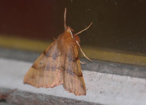 La phalène emplumée m'a rendu visite 2 colotois pennaria veneux 23 nov 2014 001 (2).jpg