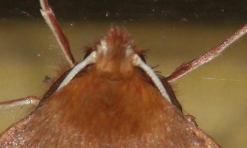 La phalène emplumée m'a rendu visite 3 colotois pennaria tête veneux 23 nov 2014 001.jpg