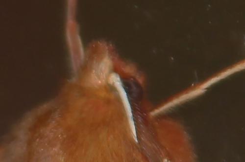 La phalène emplumée m'a rendu visite 4 colotois pennaria tête veneux 23 nov 2014 002.jpg