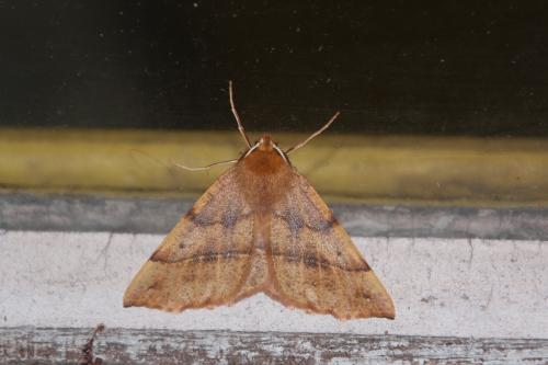 La phalène emplumée m'a rendu visite 1 colotois pennaria veneux 23 nov 2014 001 (1).jpg
