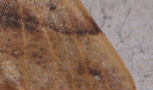 La phalène emplumée m'a rendu visite colotois pennaria taches veneux 23 nov 2014 001 (1).jpg