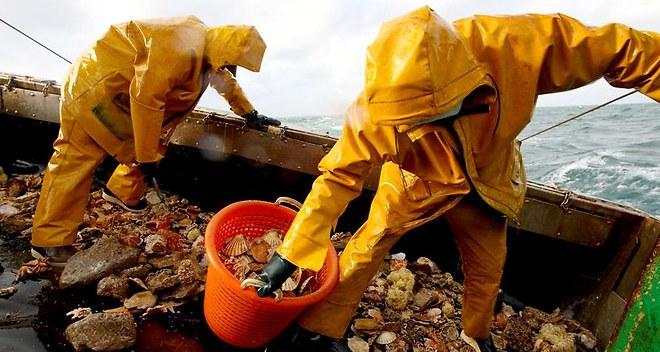Tri des coquillages Marins pécheurs au travail Tri coquillages Marins pécheurs travail