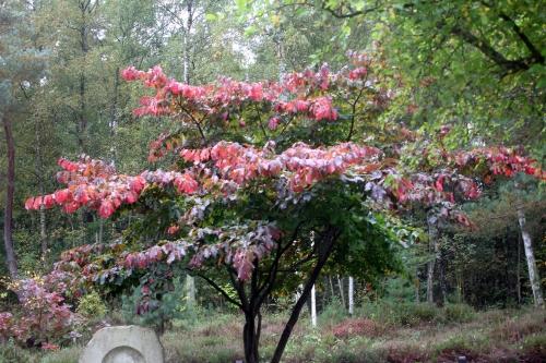 1 parrotia persica gb 6 oct 2012 173.jpg