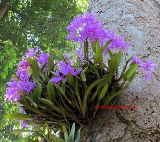 Orchidée-cattleya-skinneri