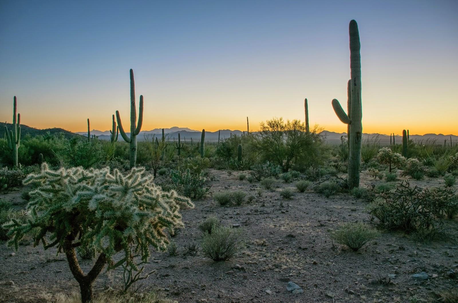 Saguaro National Park