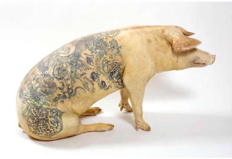 1995 - cochon tatoué