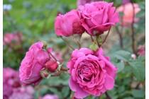 Quatre petits derniers ... rosier generosa Ventilo