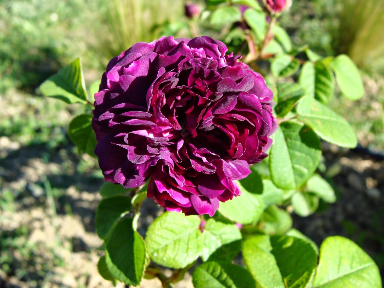 Trois p’tits tours et puits s’en va…la suite… Trois p’tits tours et puits s’en va…la suite…