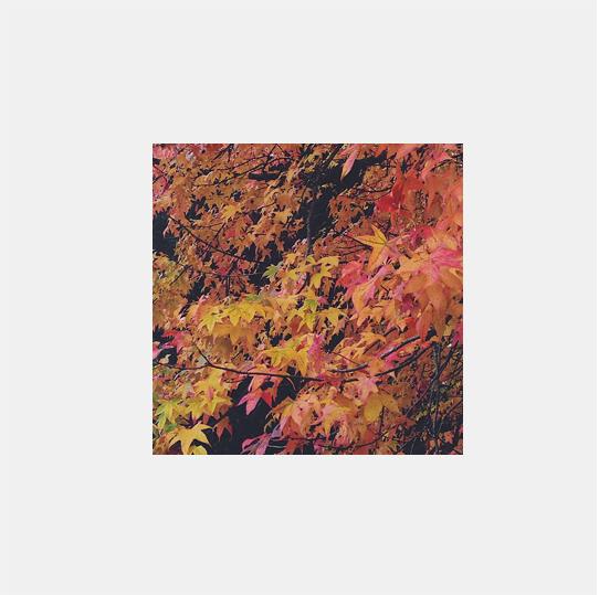 November in an instant november insta fall