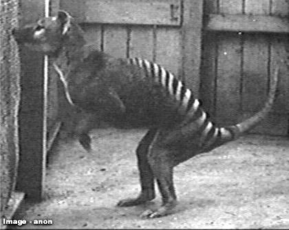 les tigres de tasmanie