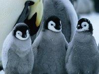 Penguins bien innoffensifs!