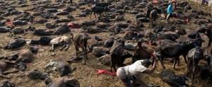 Environ 300 000 animaux sacrifiés au Népal au nom d’une déesse hindou