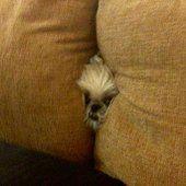 #BonWeekEnd Top 16 des animaux nuls à chier en... Top 16 des animaux nuls à chier en cache cache