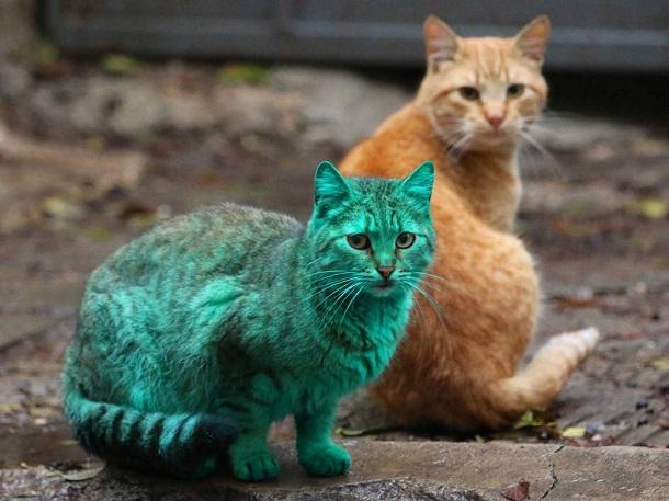 Le chat vert de Varna (Bulgarie)