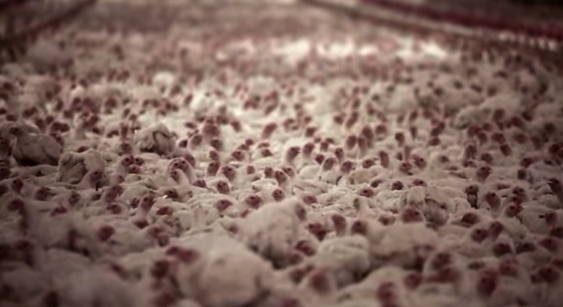 Un élevage intensif de poulets aux Etats-Unis