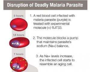 PALUDISME: Un nouveau composé pour éliminer les globules rouges infectés – PNAS