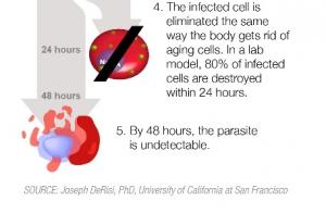PALUDISME: Un nouveau composé pour éliminer les globules rouges infectés – PNAS