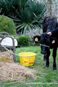 Fête du Pommé – Le Coq Gadby, Hôtel-Spa et Restaurant, Rennes La fête du Pommé au Coq Gadby !
