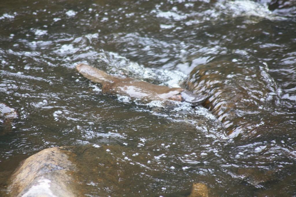 Hobart et ses environs : les immanquables platypus tasmanie