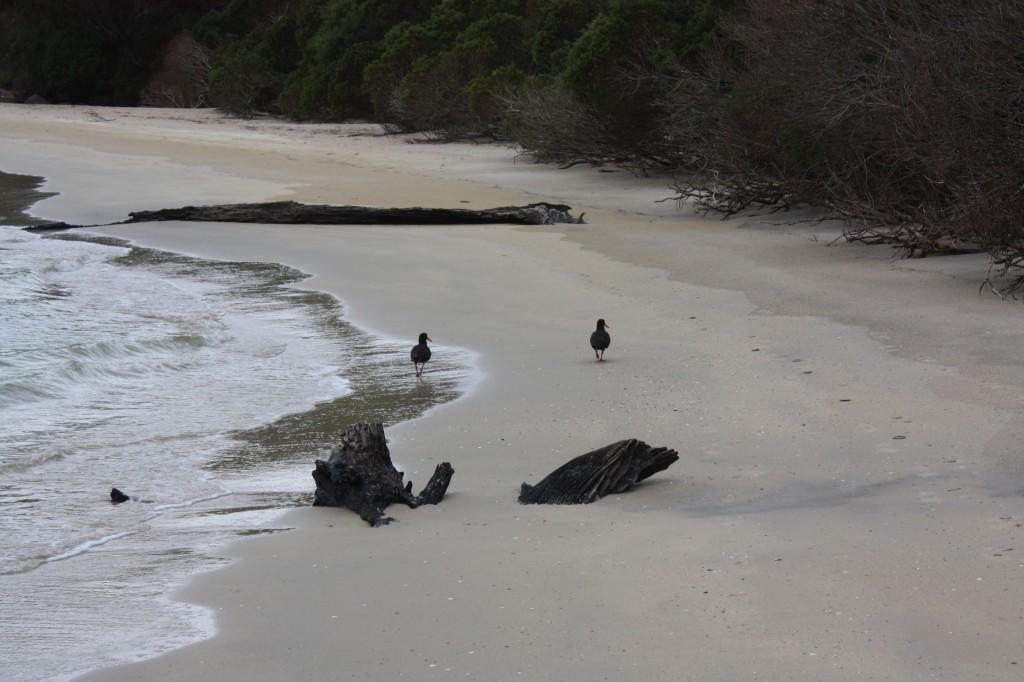 Hobart et ses environs : les immanquables recherche bay cockle creek oiseaux