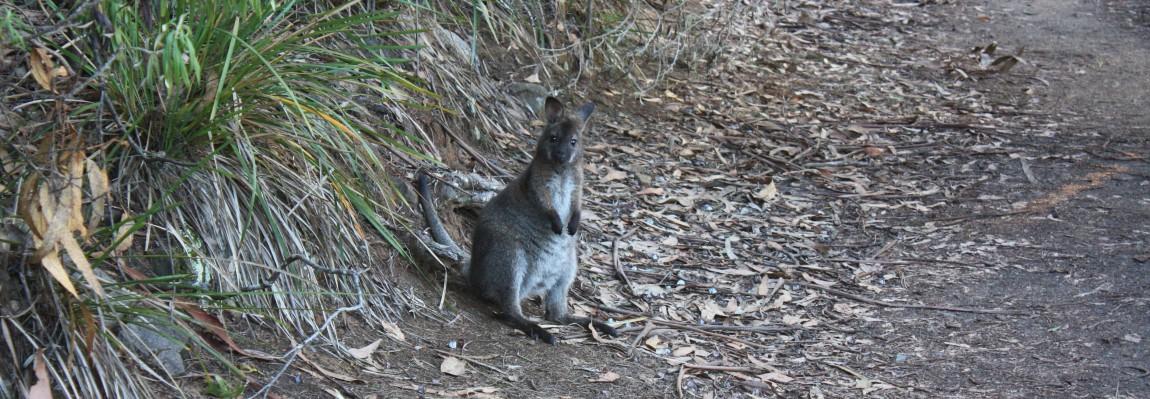 Hobart et ses environs : les immanquables kangourou cap hauy