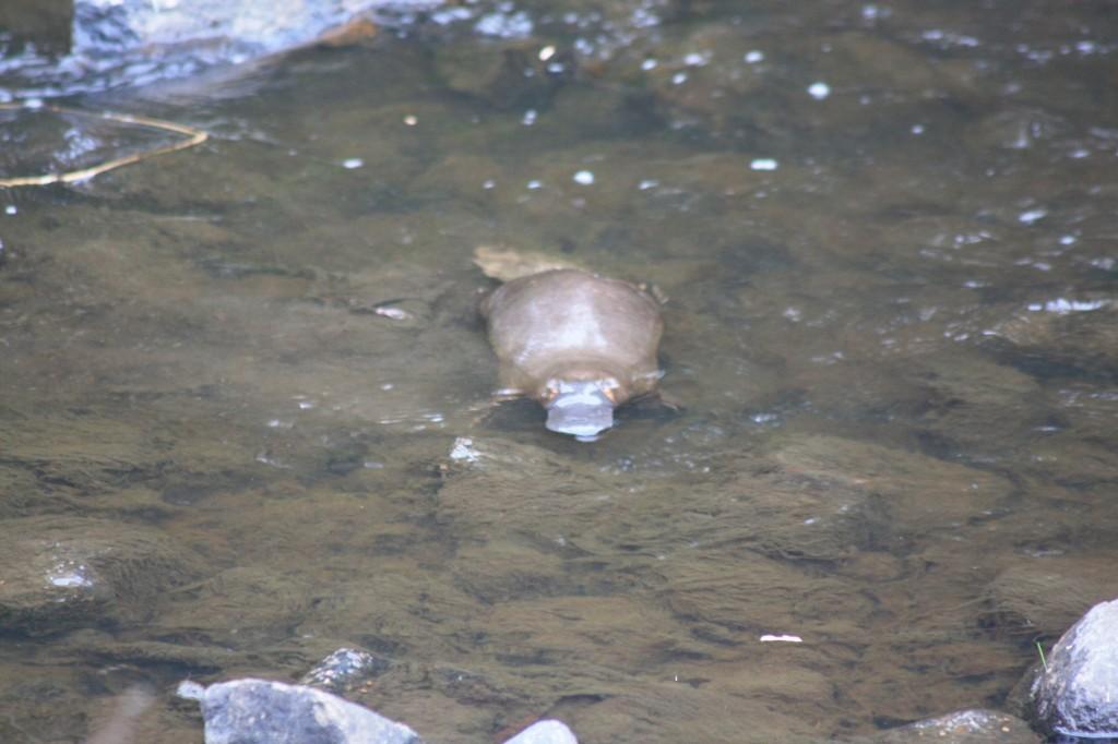 Hobart et ses environs : les immanquables platypus tasmanie 2